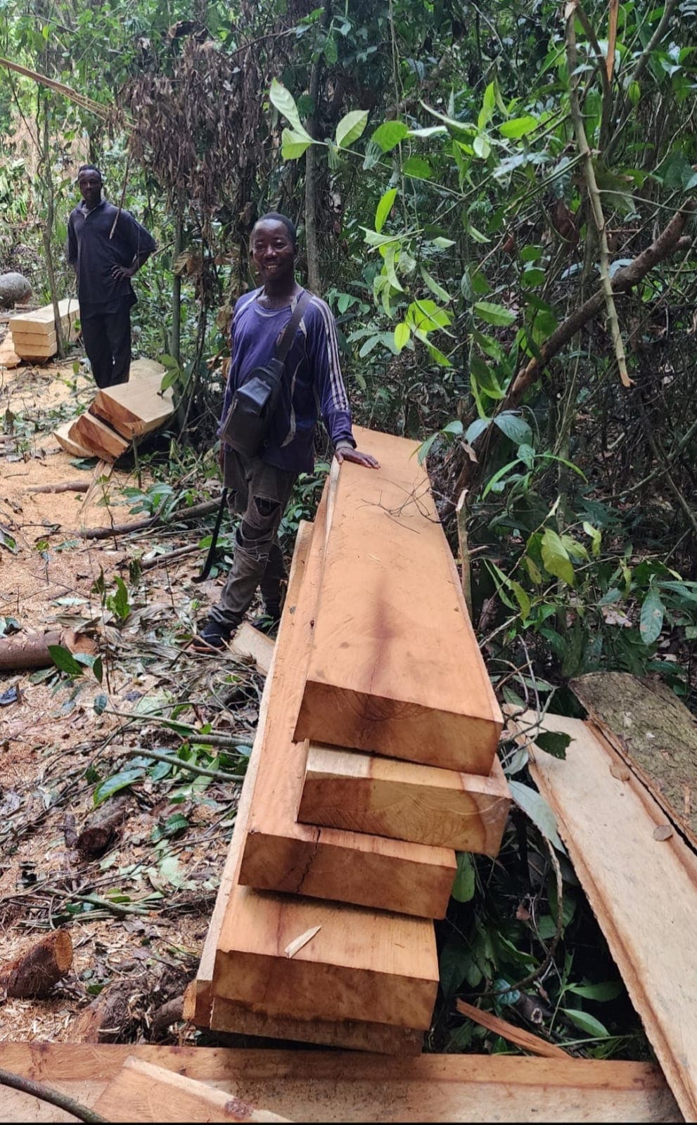 Field team standing alongside stacked timber