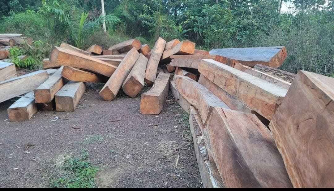 Close view of sawn timber and natural wood grain